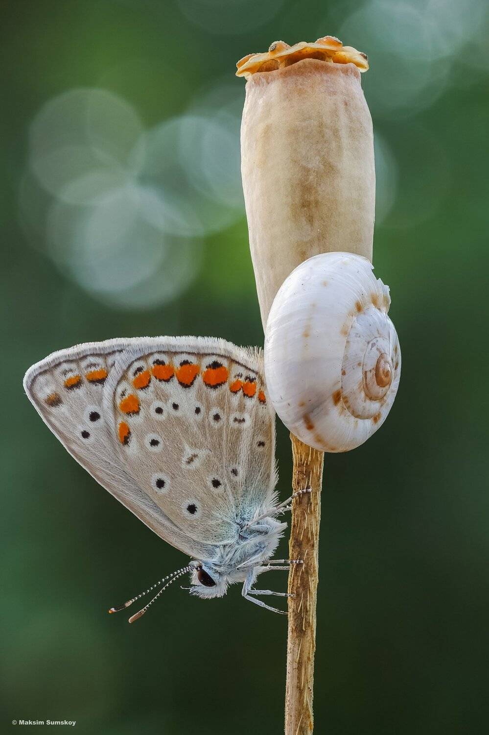 макро,стекинг,вега-11у,улитка,голубянка, Максим Сумской