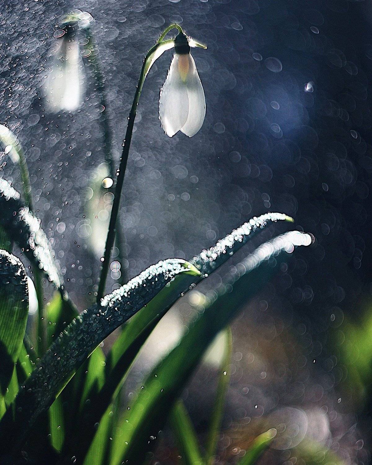 , Полина Серова