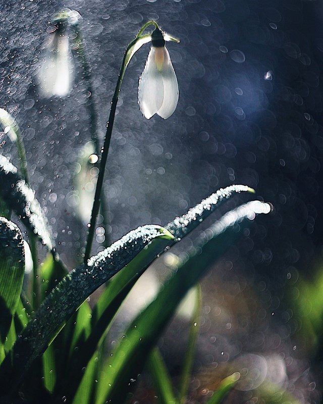 весна рядом фото превью