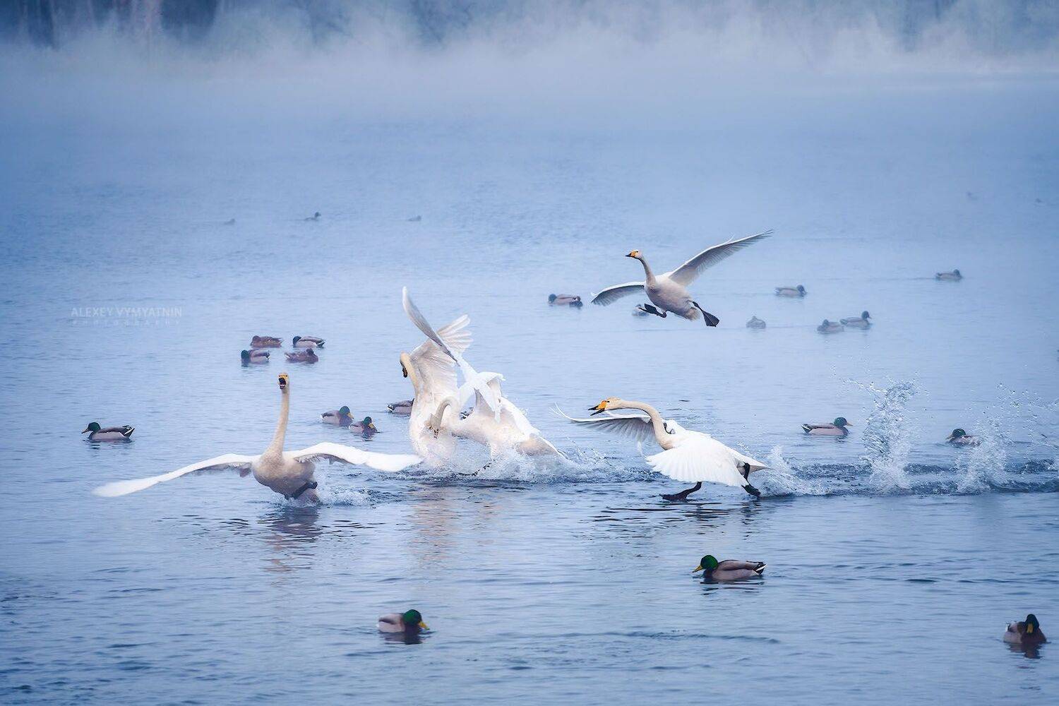 алтай, озеро, зима, лебеди, Алексей Вымятнин