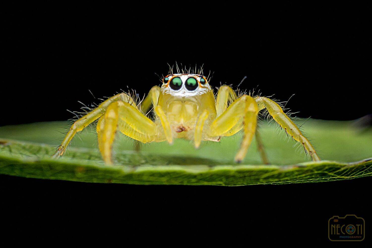 macro, spider, yellow, small, close up, garden, leaf, beautiful, nature, outdoor, wildlife, wild, animal,, NeCoTi ChonTin