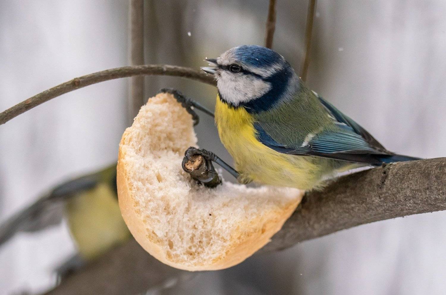 , Константин Дэм