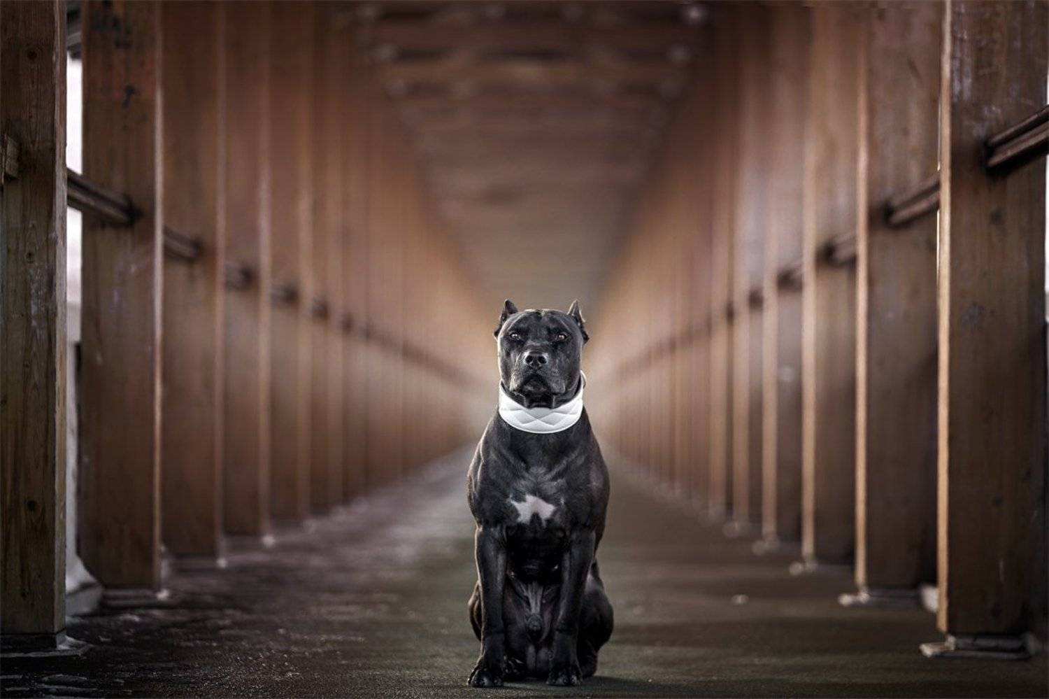 , Андрей Ершов