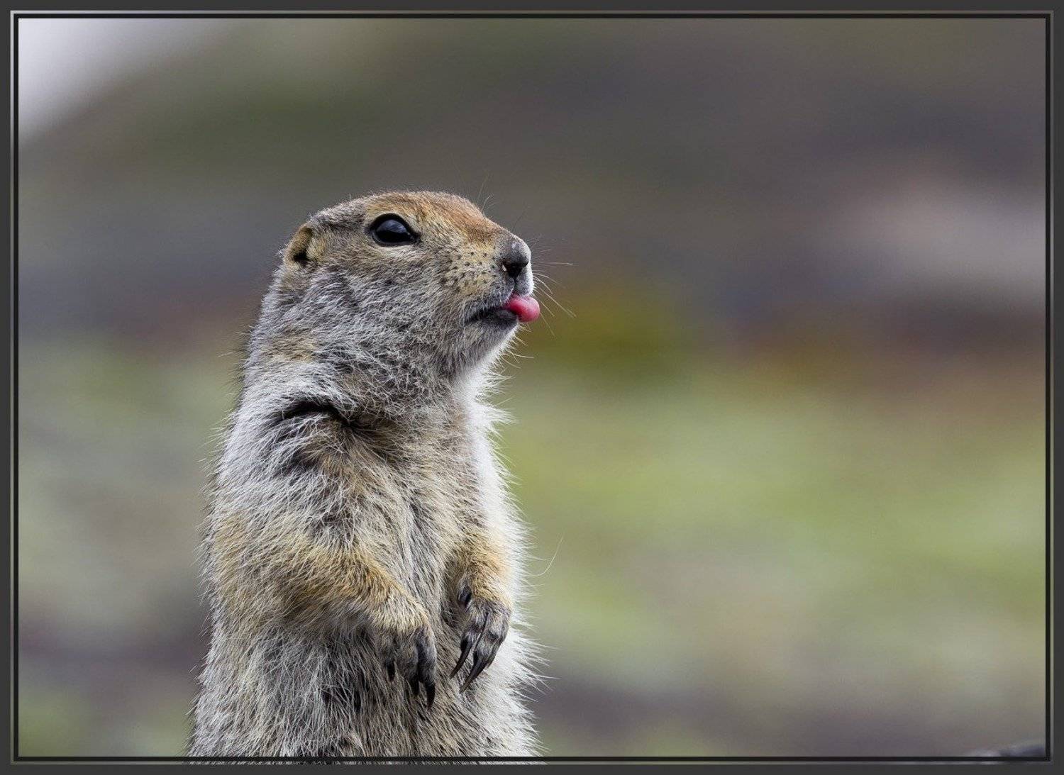 камчатка, kamchatka, еврашка, суслик, Сергей Середин