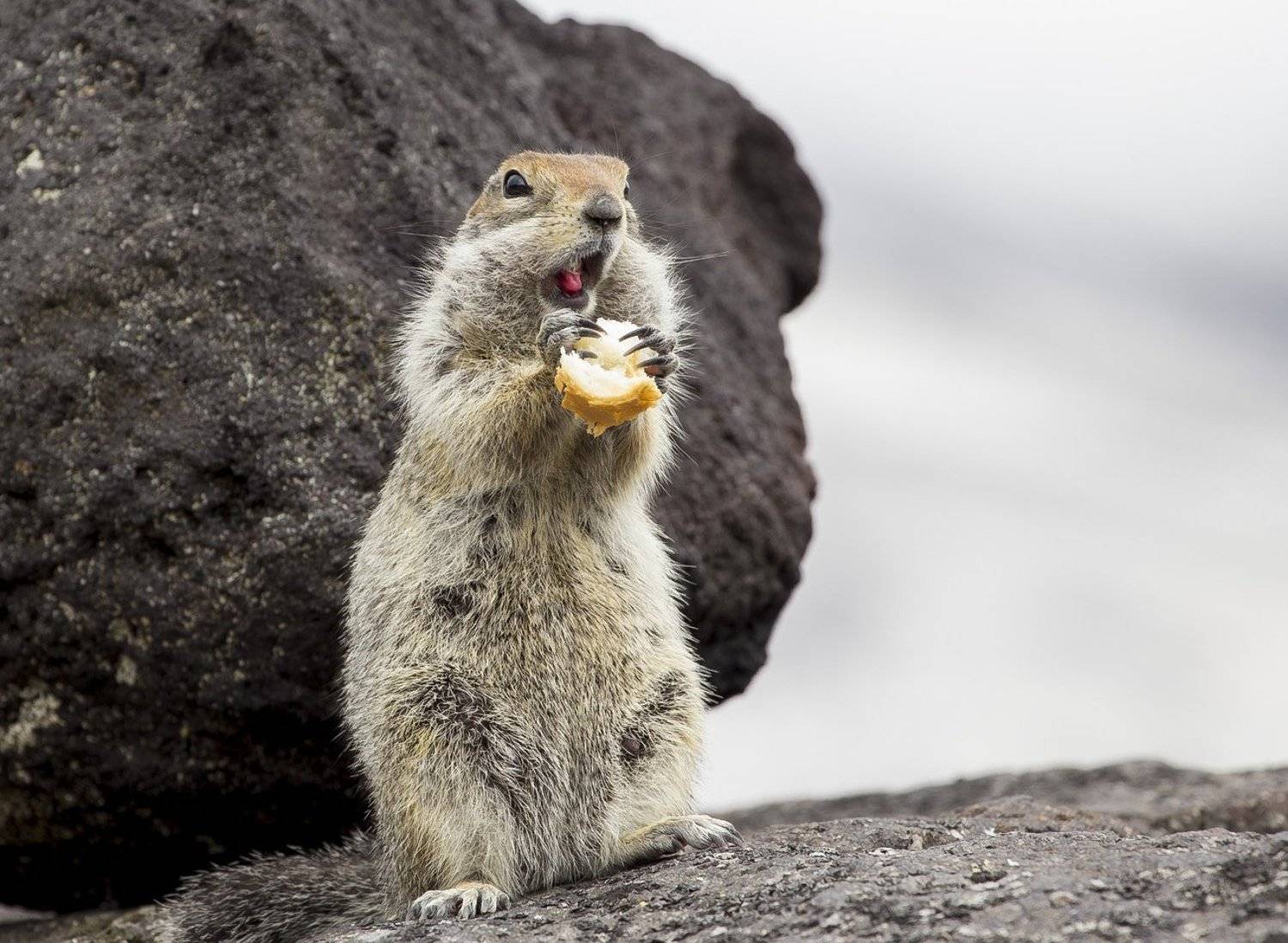 камчатка kamchatka еврашка суслик, Сергей Середин