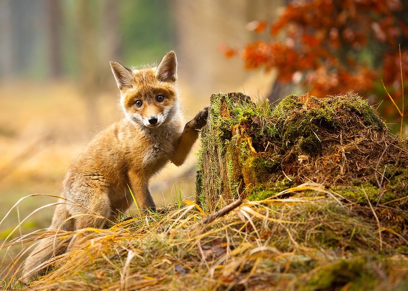 Fox фото превью
