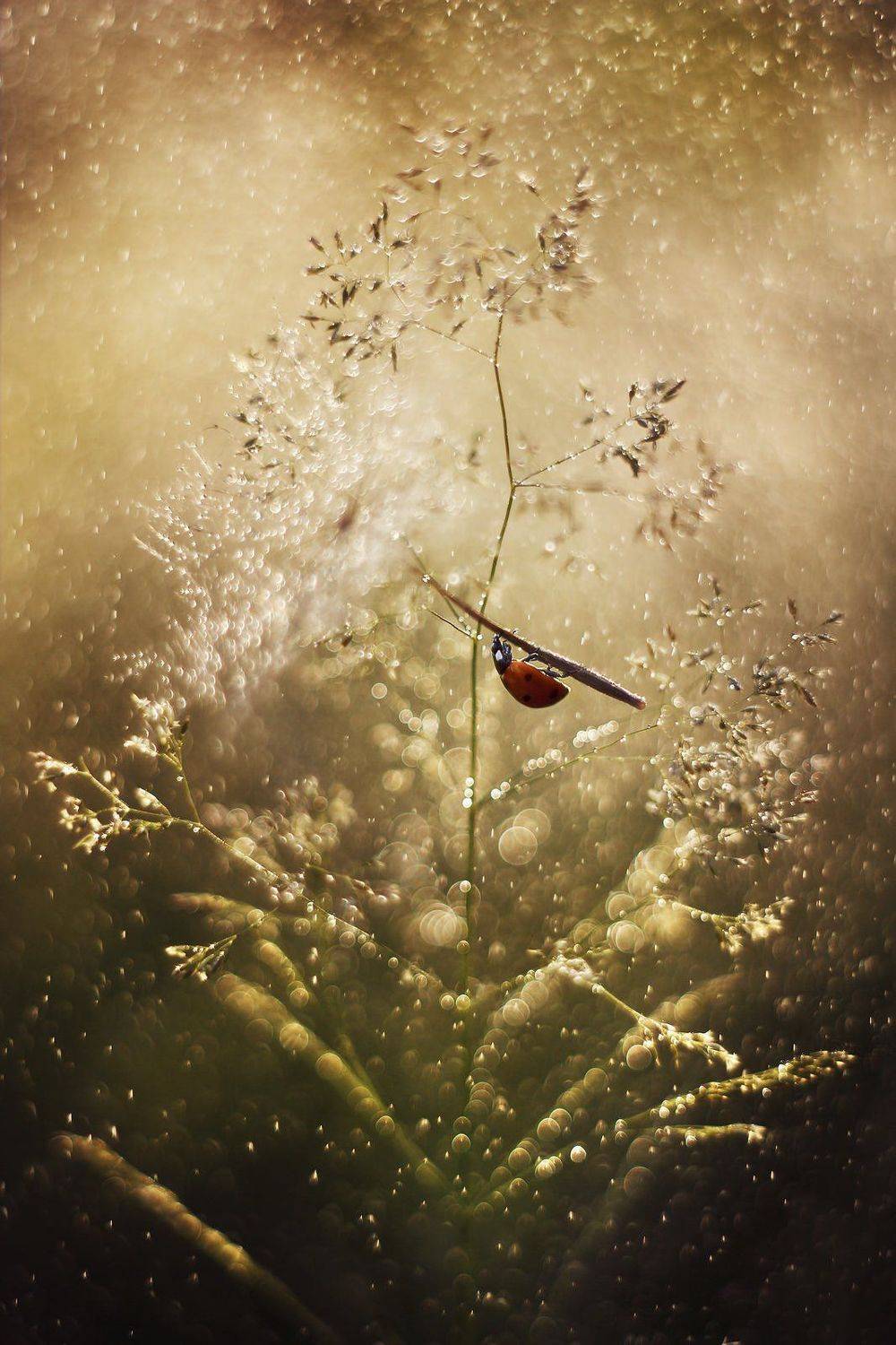 ladybug,macrofun,insect, Grzegorz macrofun Pazdyga