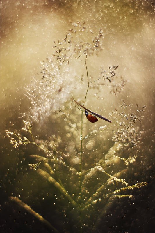 ladybug,macrofun,insect On the umbrella фото превью