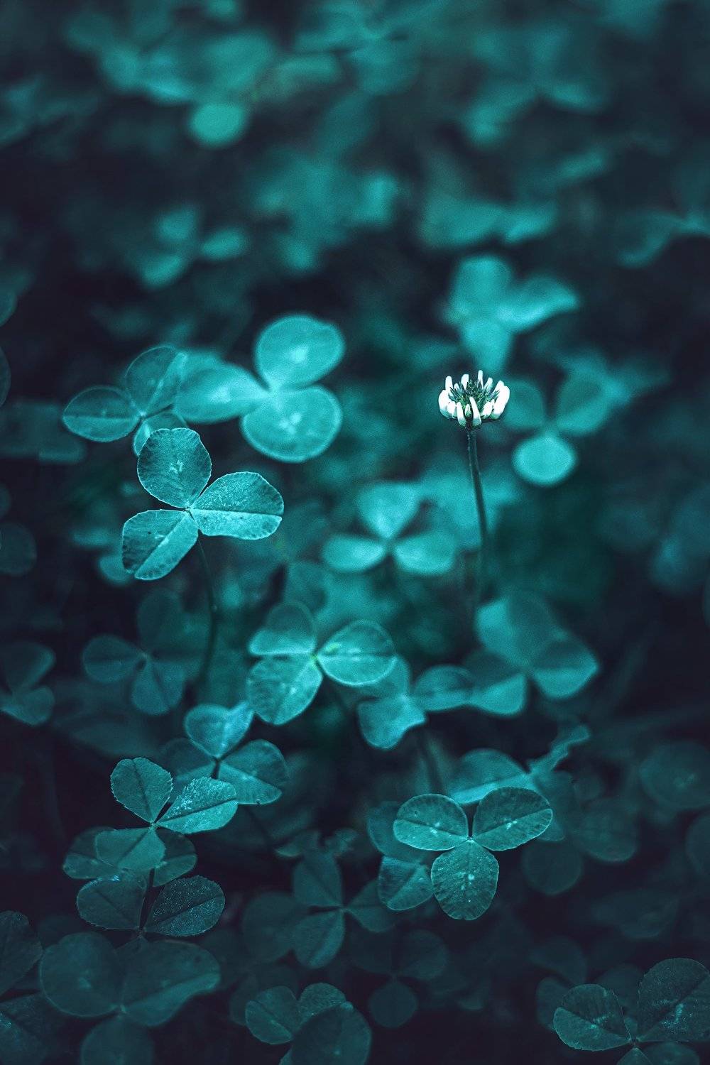 , Рут Андрей