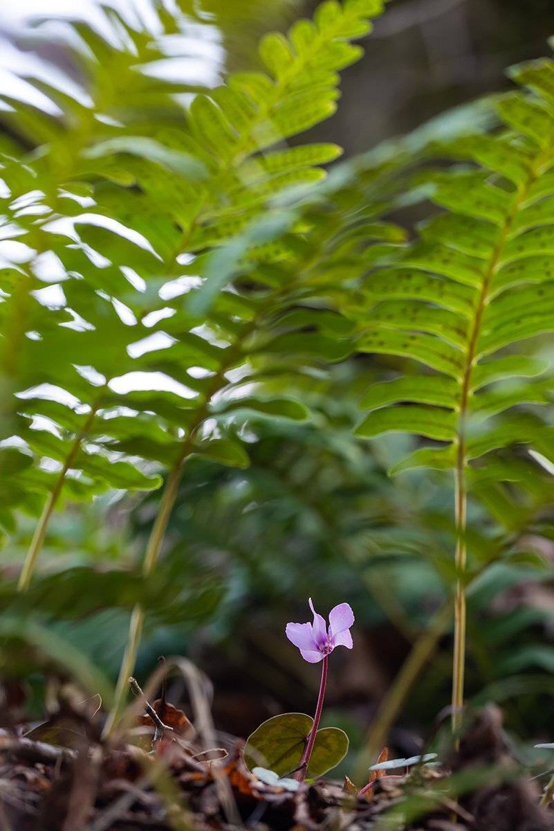 , Александр Земляной