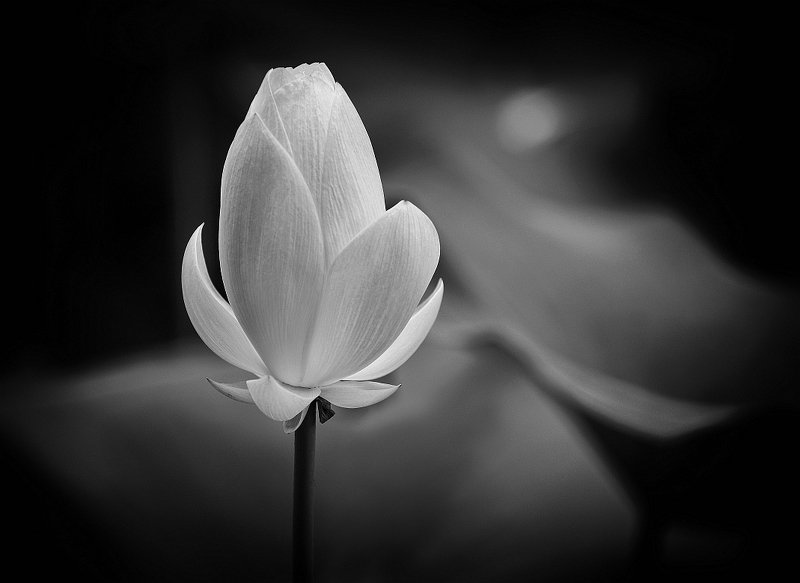 Lotus Flower фото превью
