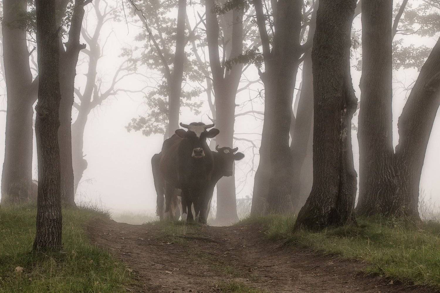 природа утро солнце туман деревья животные, Михаил Корнилов
