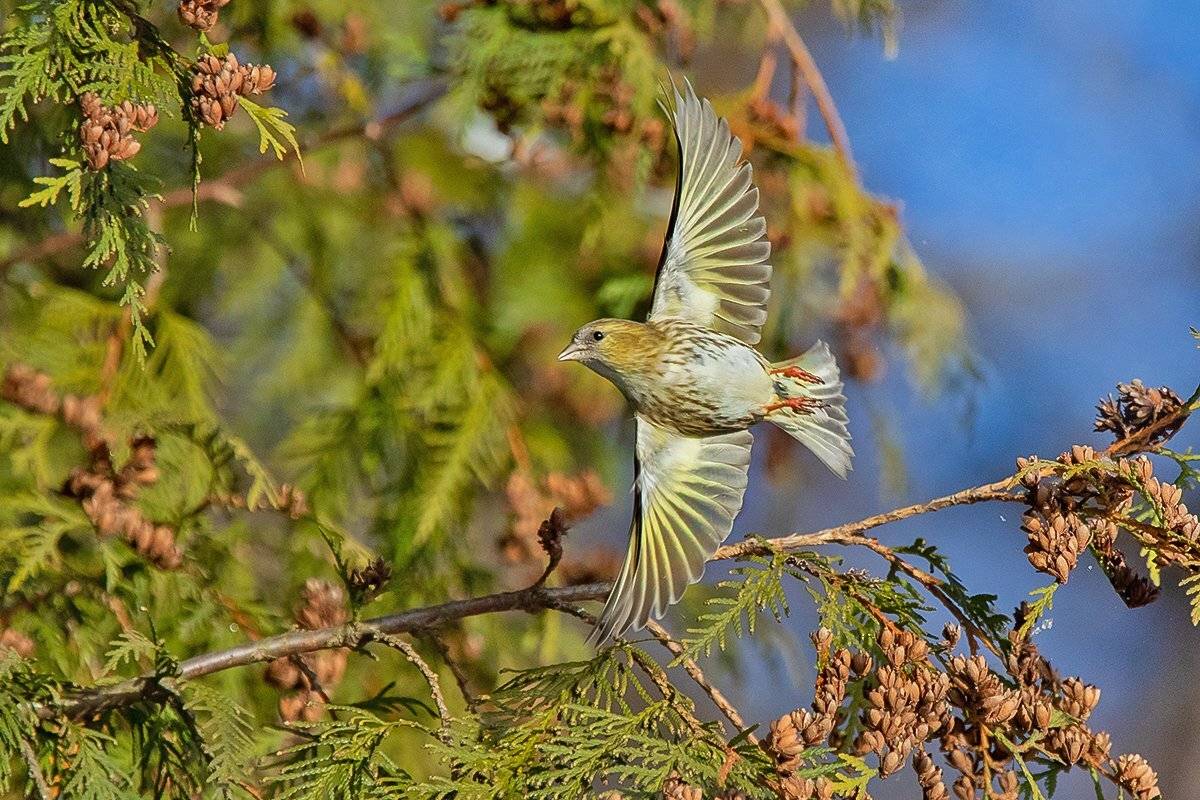 птица, чиж, полёт, Наталия Сытина