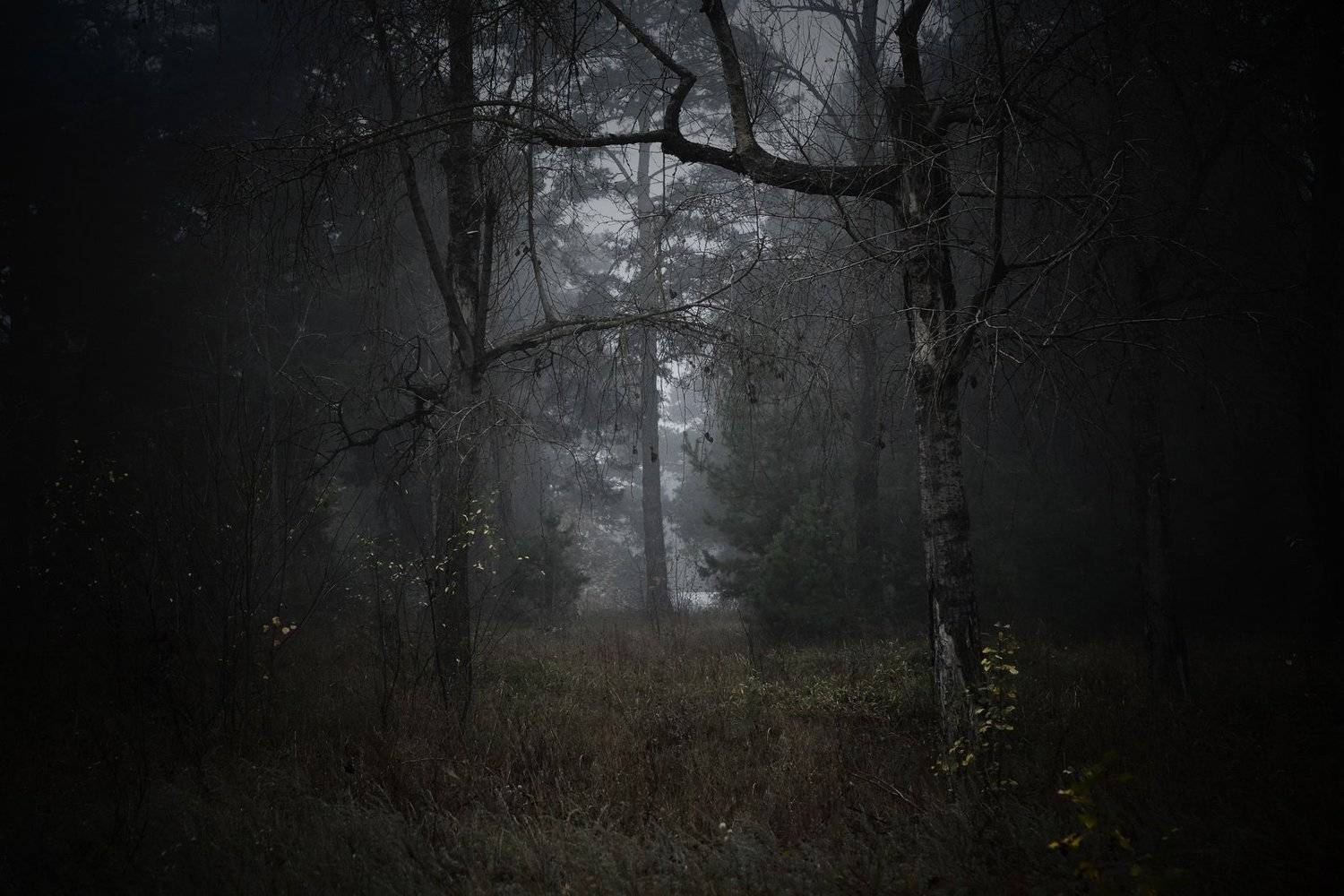 вечер осень лес туман, Иванчиков Дмитрий