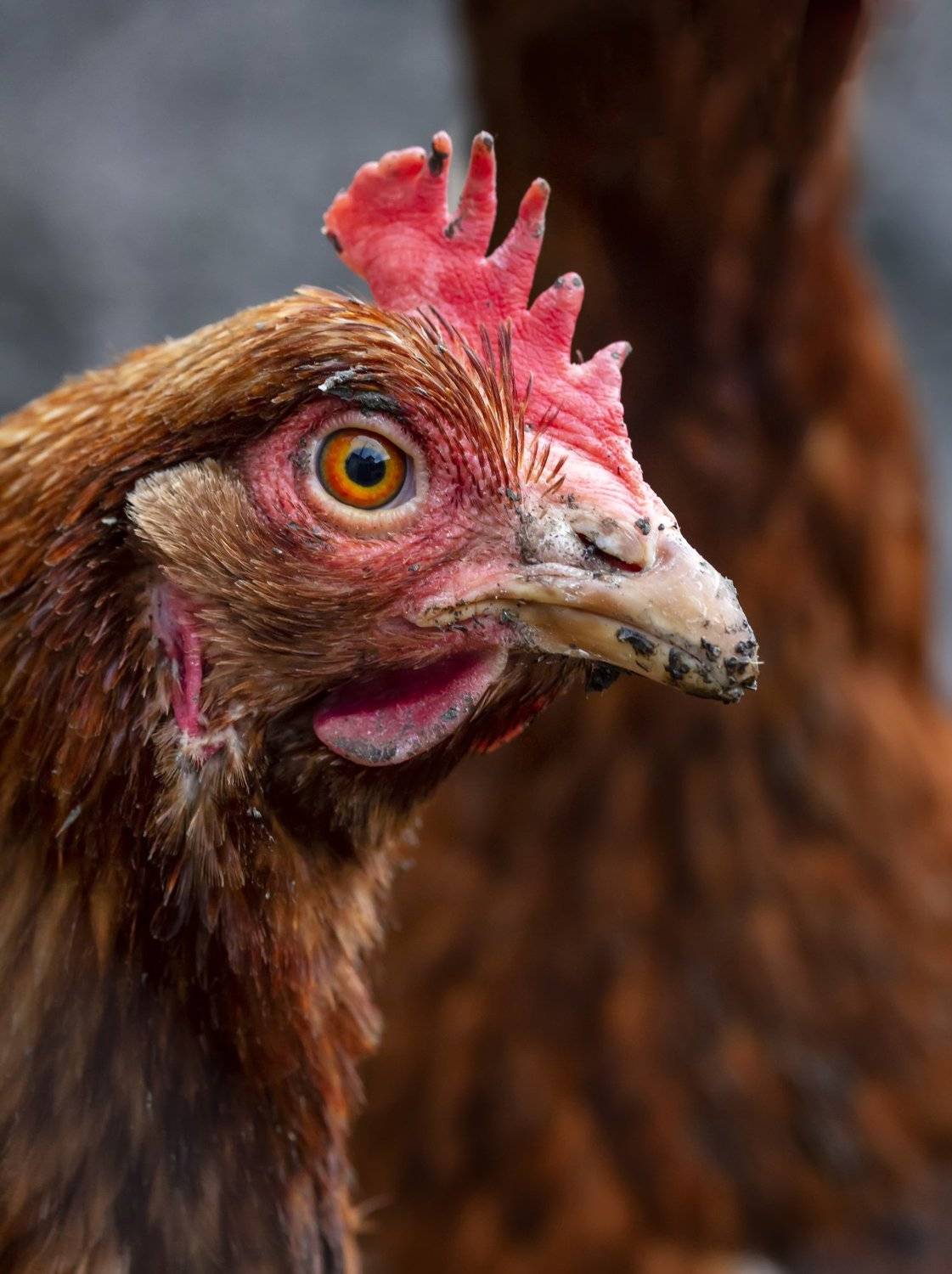 , Бистра Стоименова