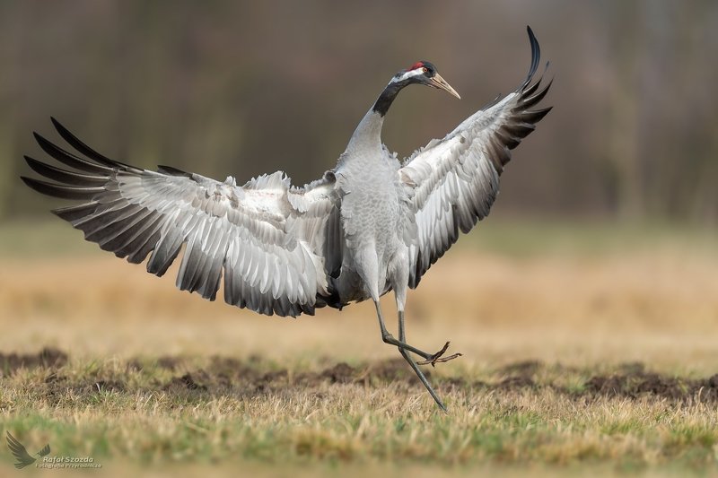 Motylem byłem ... Żuraw, Common Crane (Grus grus) ... 2020r фото превью