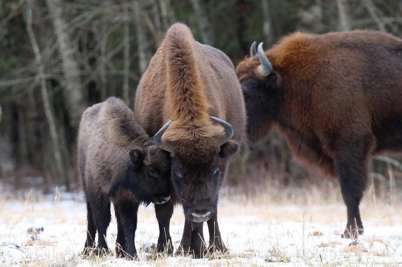 111 111 фото превью