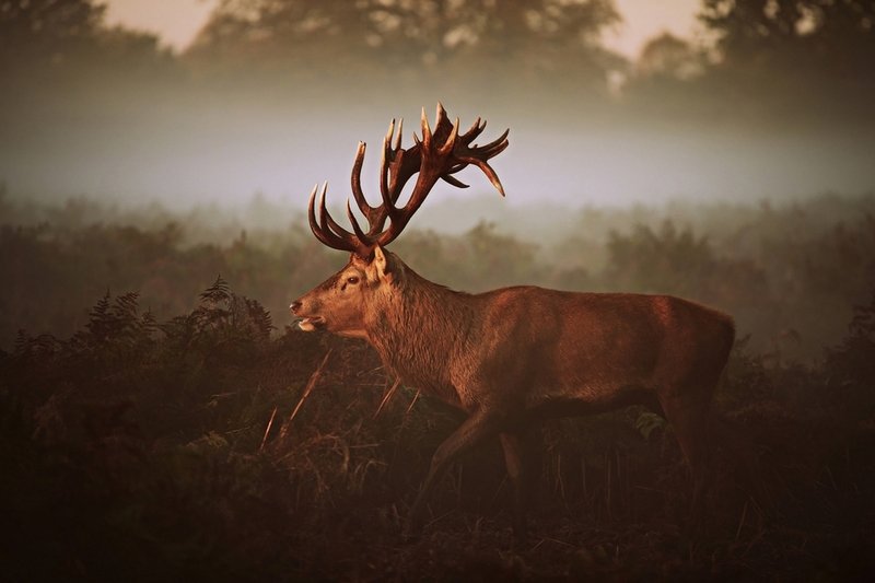 Last Prince... фото превью