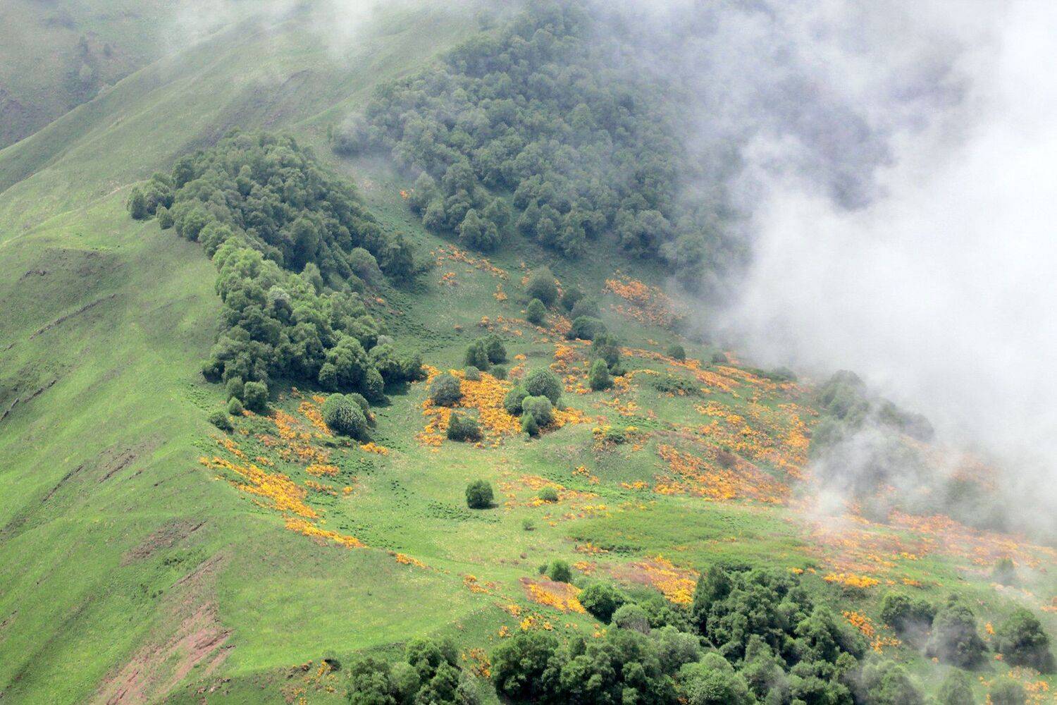 туман,лето,пейзаж,горы,лес,природа,чечня,, Marat Magov