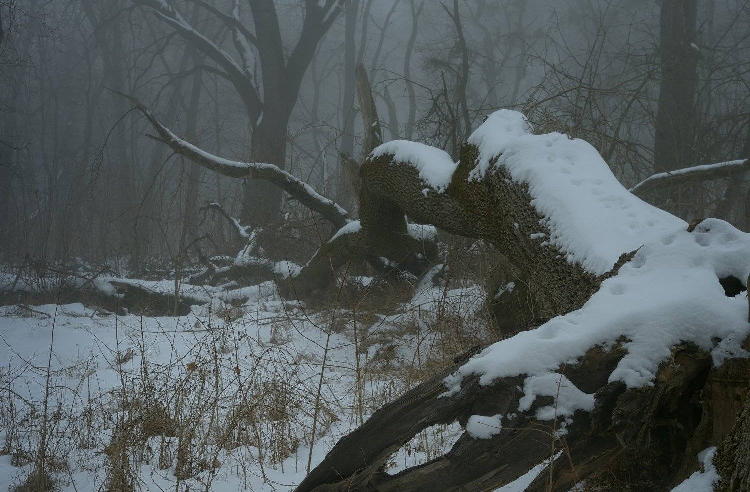 зима утро туман лес, Александр Жарников