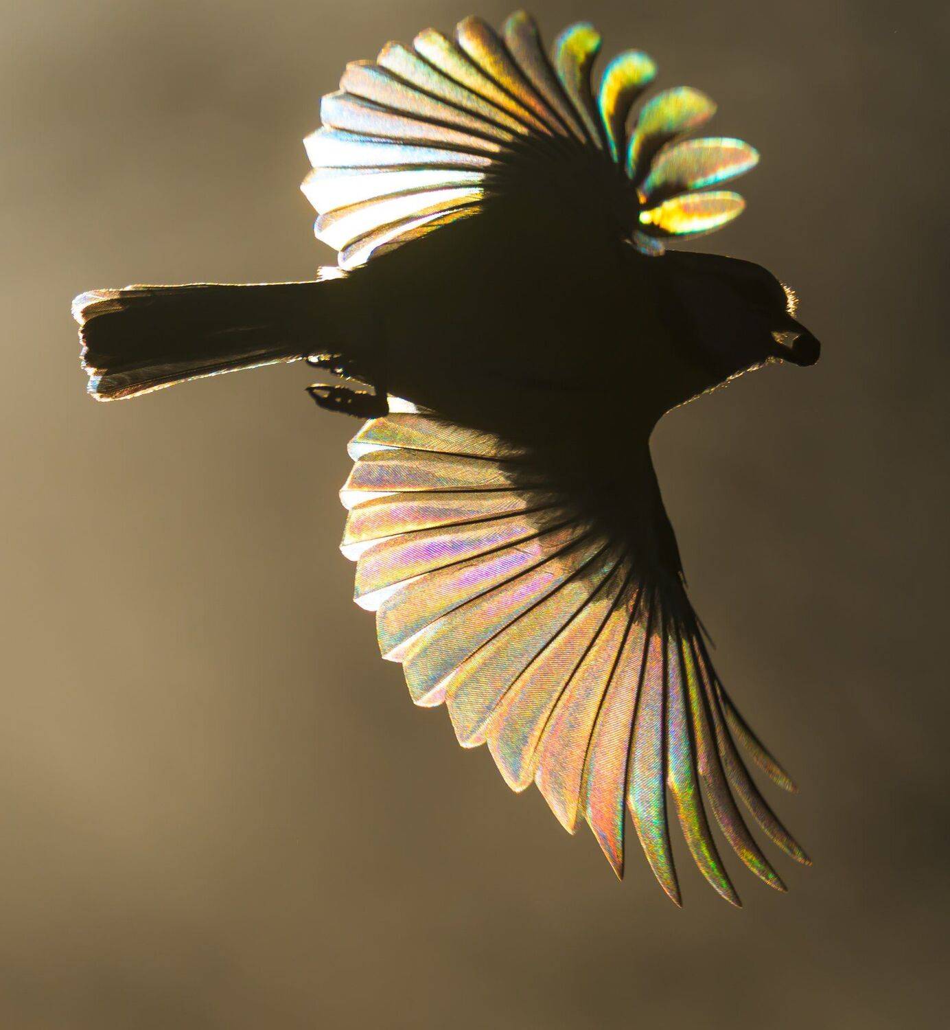 лазоревка, обыкновенная лазоревка, зелёная лазоревка, Cyanistes caeruleus, радуга, радужные крылья, крылья птицы, птица в полёте, кормушка, птица с семечкой, крыло, свет, солнечно, контровый свет, зима, птицы в феврале, силуэт, Ксения Соварцева