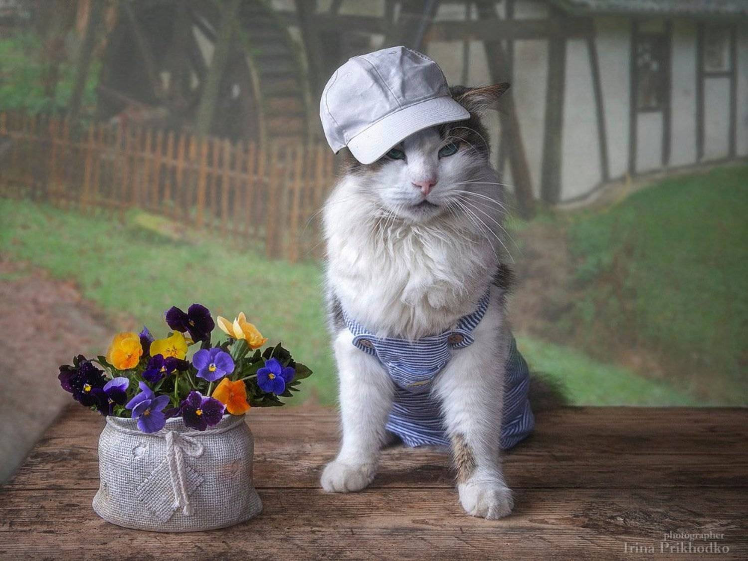домашние животные, кот Лёва, котомодель, постановочное фото, букет, анютины глазки, Ирина Приходько