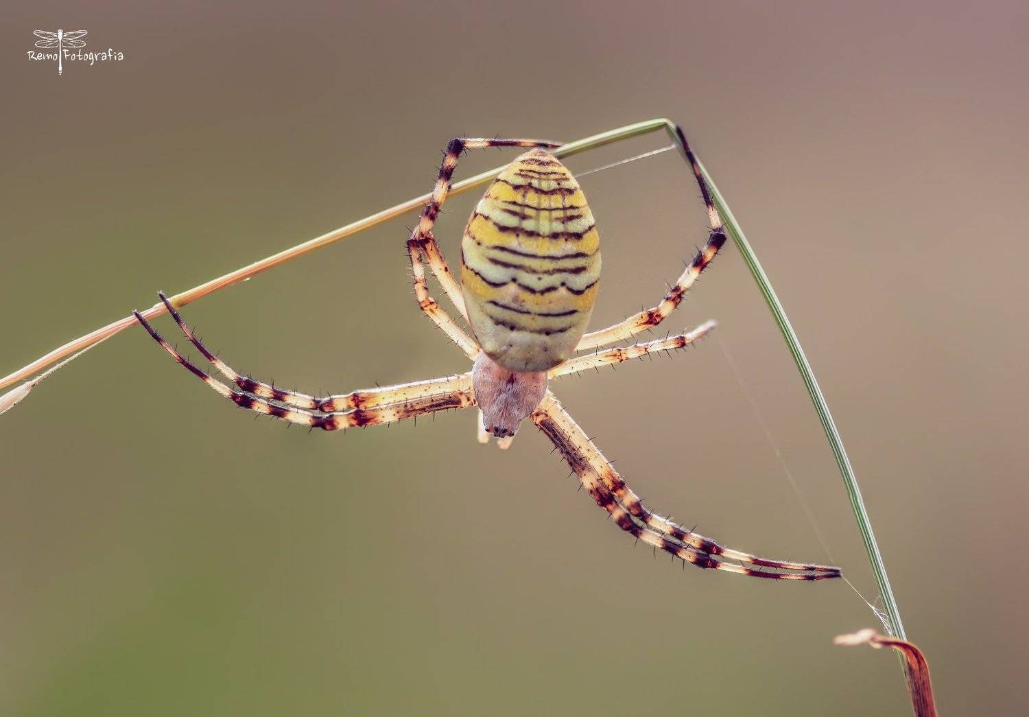 , Nowakowski Remigiusz