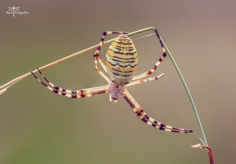Tygrzyk paskowany -Argiope bruennichi. фото превью