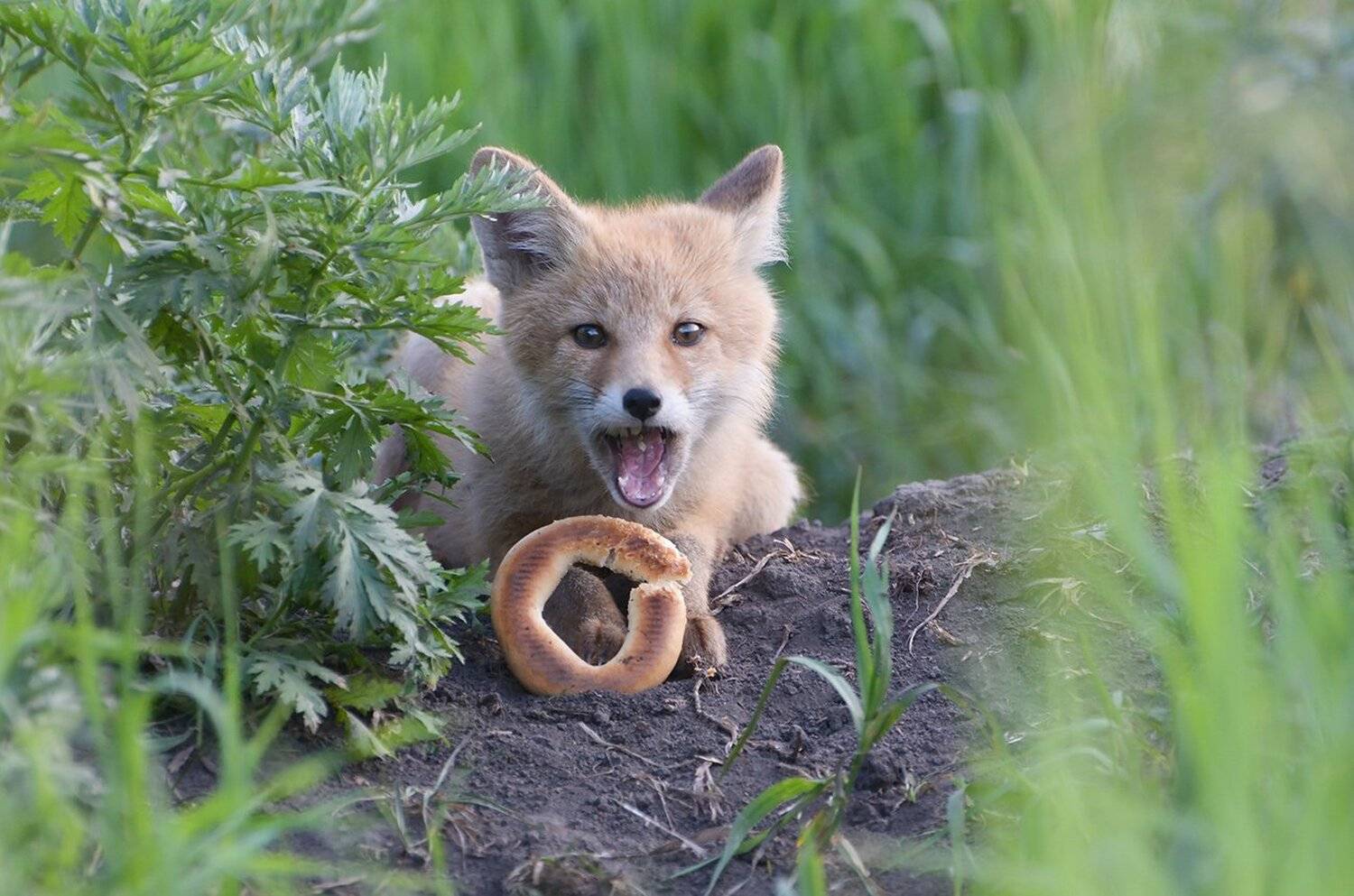 лисёнок, Михаил Агеев