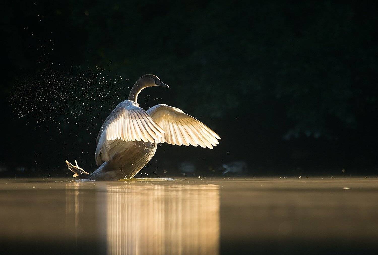 , Robert Adamec