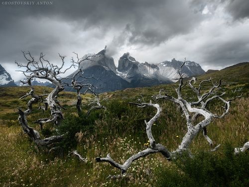 Мёртвый лес