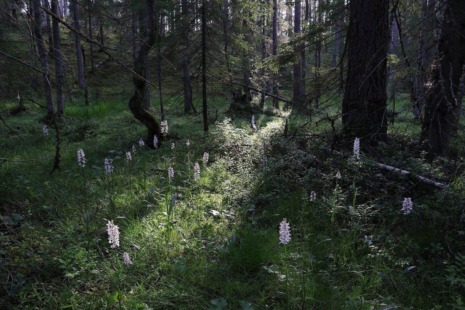 орхидеи болото вечер, Александр Зорин