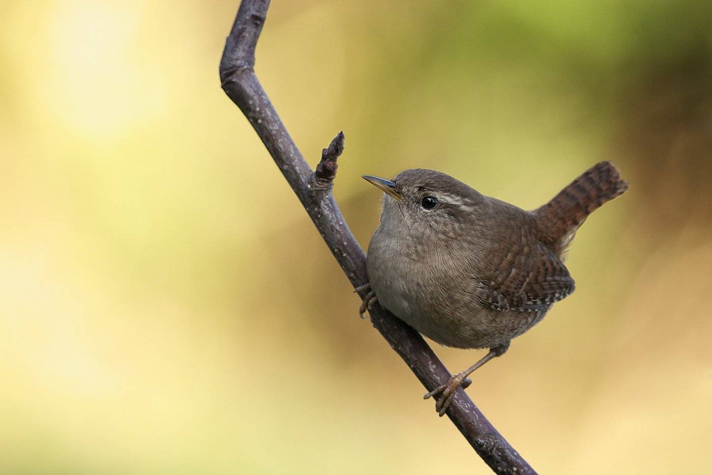 крапи́вник, troglodytes troglodytes, Евгени Стефанов