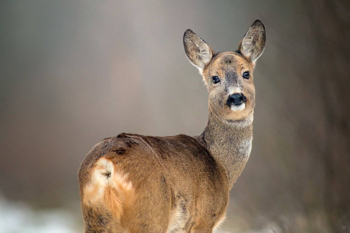roe deer, wildlife, winter, Wojciech Grzanka