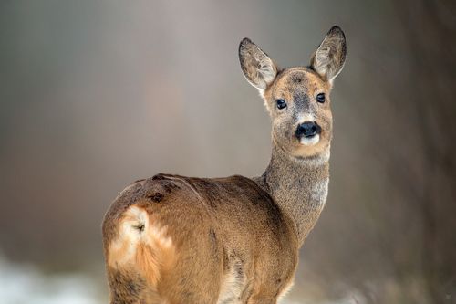 Long-eared