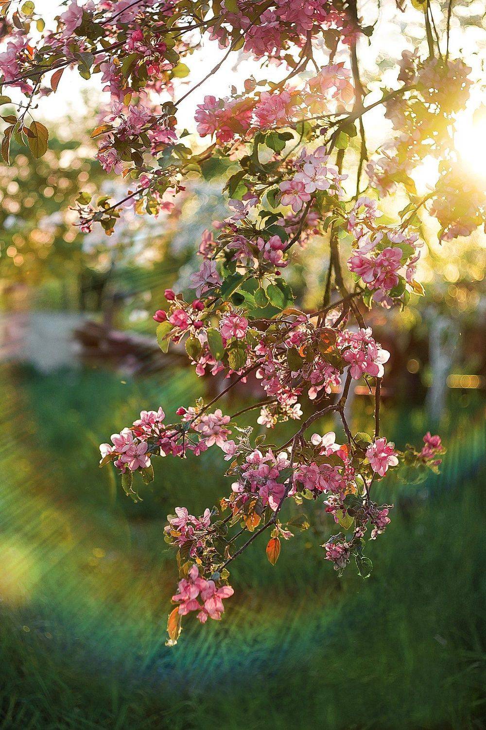 apple,appletree, flower, flowers,light,sun, солнце, лучи,яблоня,цветы, Полина Хрол