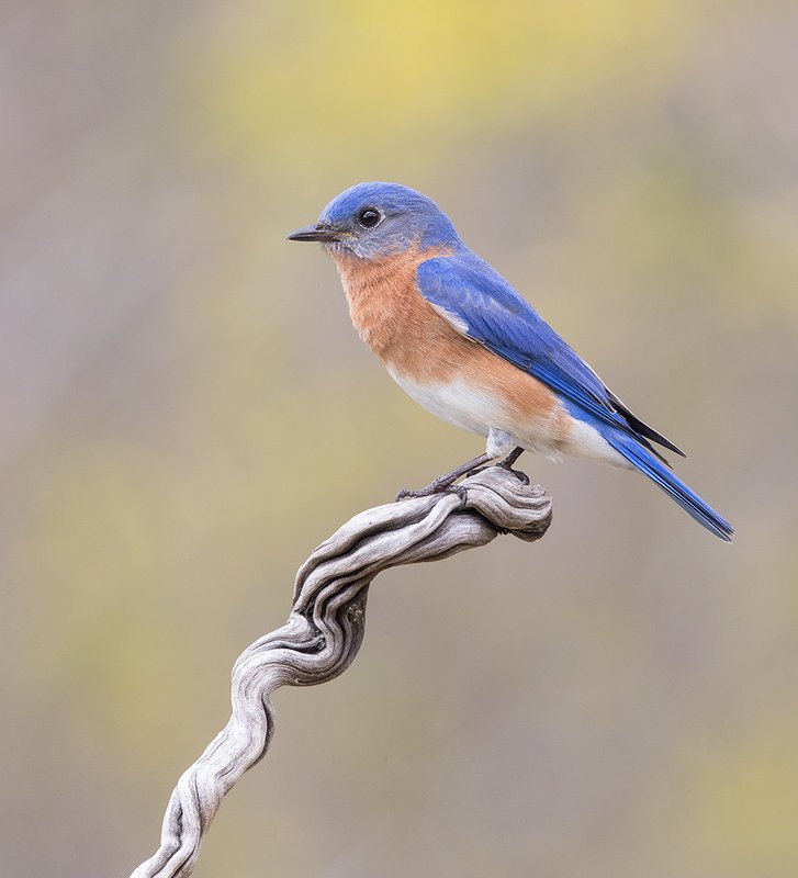 Eastern Bluebird male - Восточная сиалия самец фото превью
