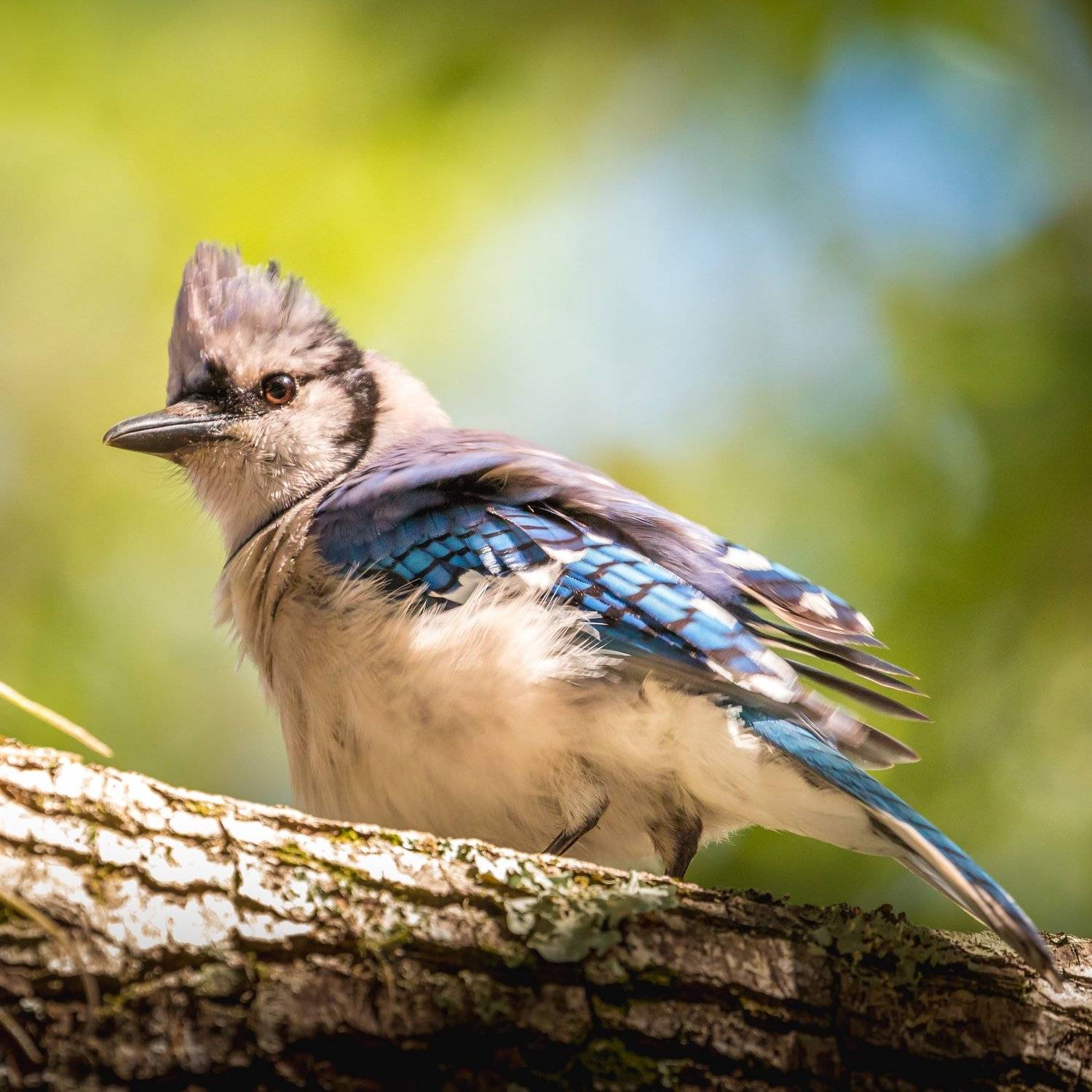 , Илья Данилов