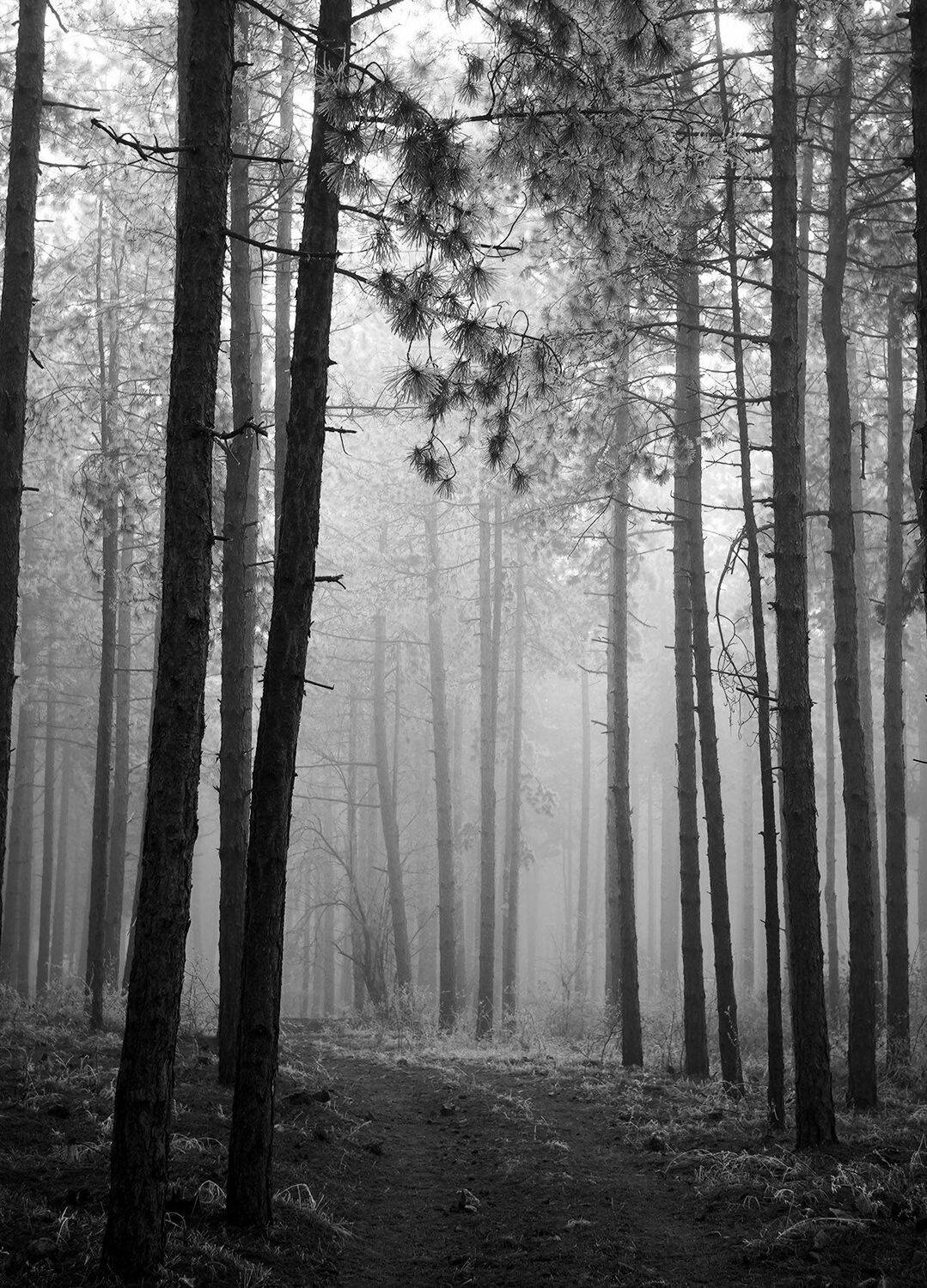 , Красимир Георгиев