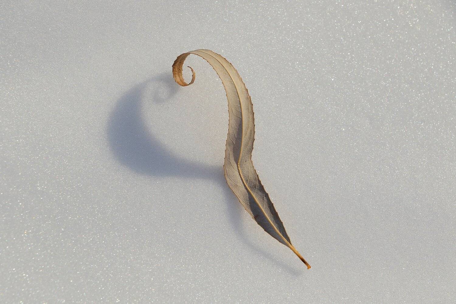 шаварёв, макро, природа, арт, фотография,, Александр Шаварёв