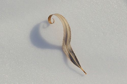 Зимняя нотка.