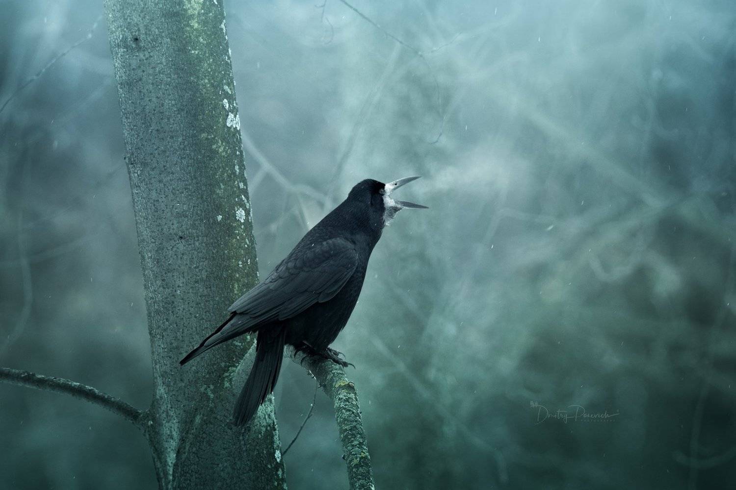 природа, лес, животные, птицы, Дмитрий Посевич