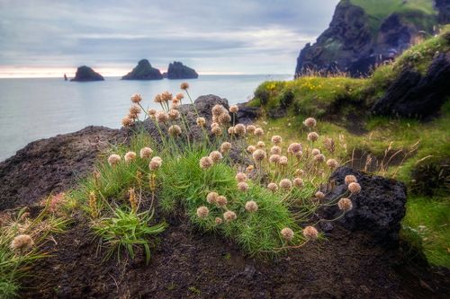 Армерия приморская