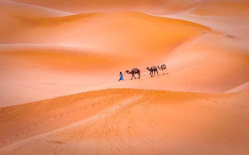 Sahara, Camels, Maroc Caravane фото превью