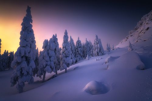 В зимних рядах