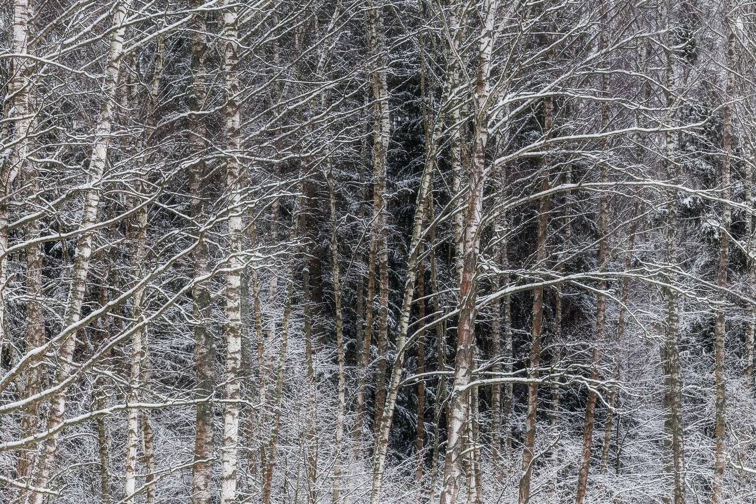 природа, пейзаж. зима, деревья, Мартыненко Дмитрий