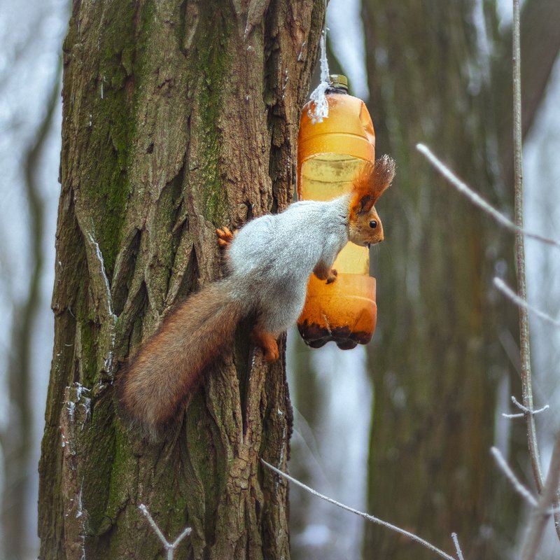 canon 50, beautiful, красивый, moment, момент, winter, зима, зимний, red, рыжая, squirrel, белка, Когда все запасы орешков растащили вороны… фото превью