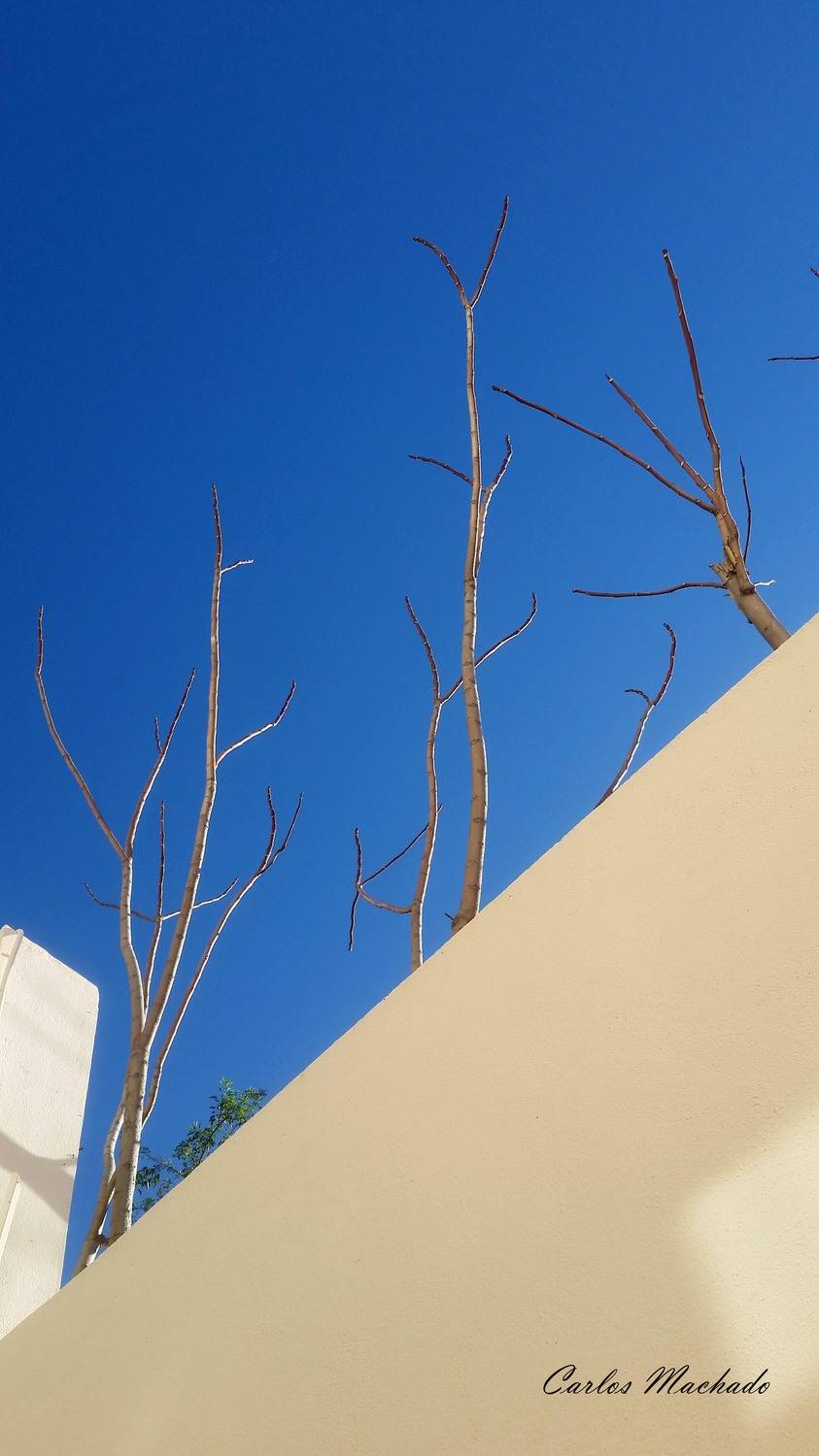 City/Architecture, Carlos Machado