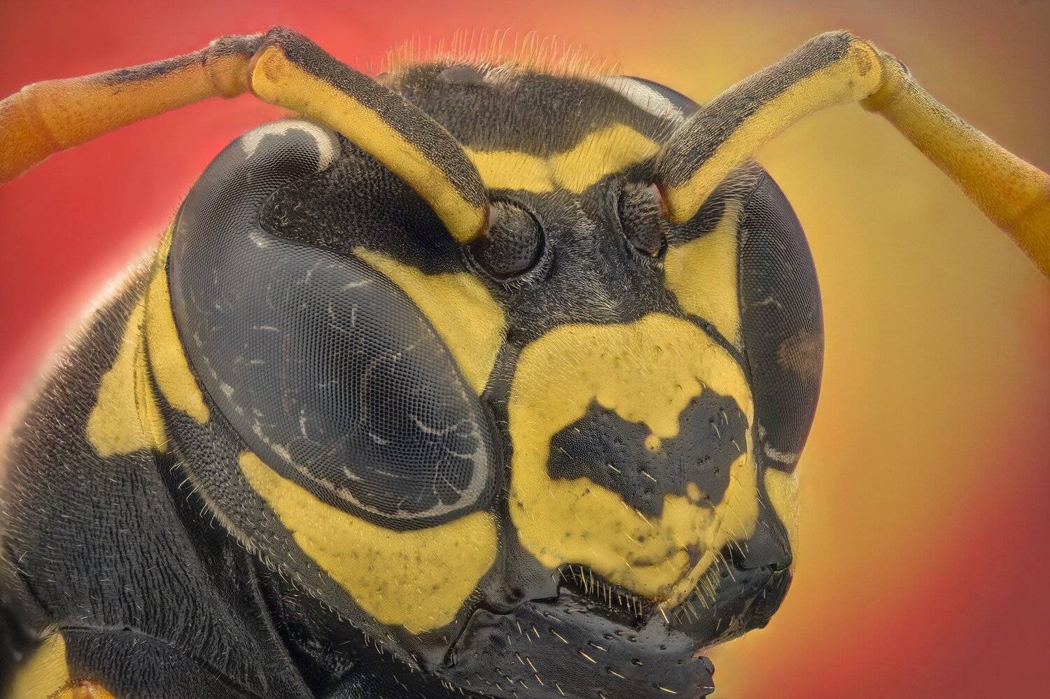 ceclii, macro, extrememacro, nikon d3400, semiplan 6.3, Tsvetan Ganev