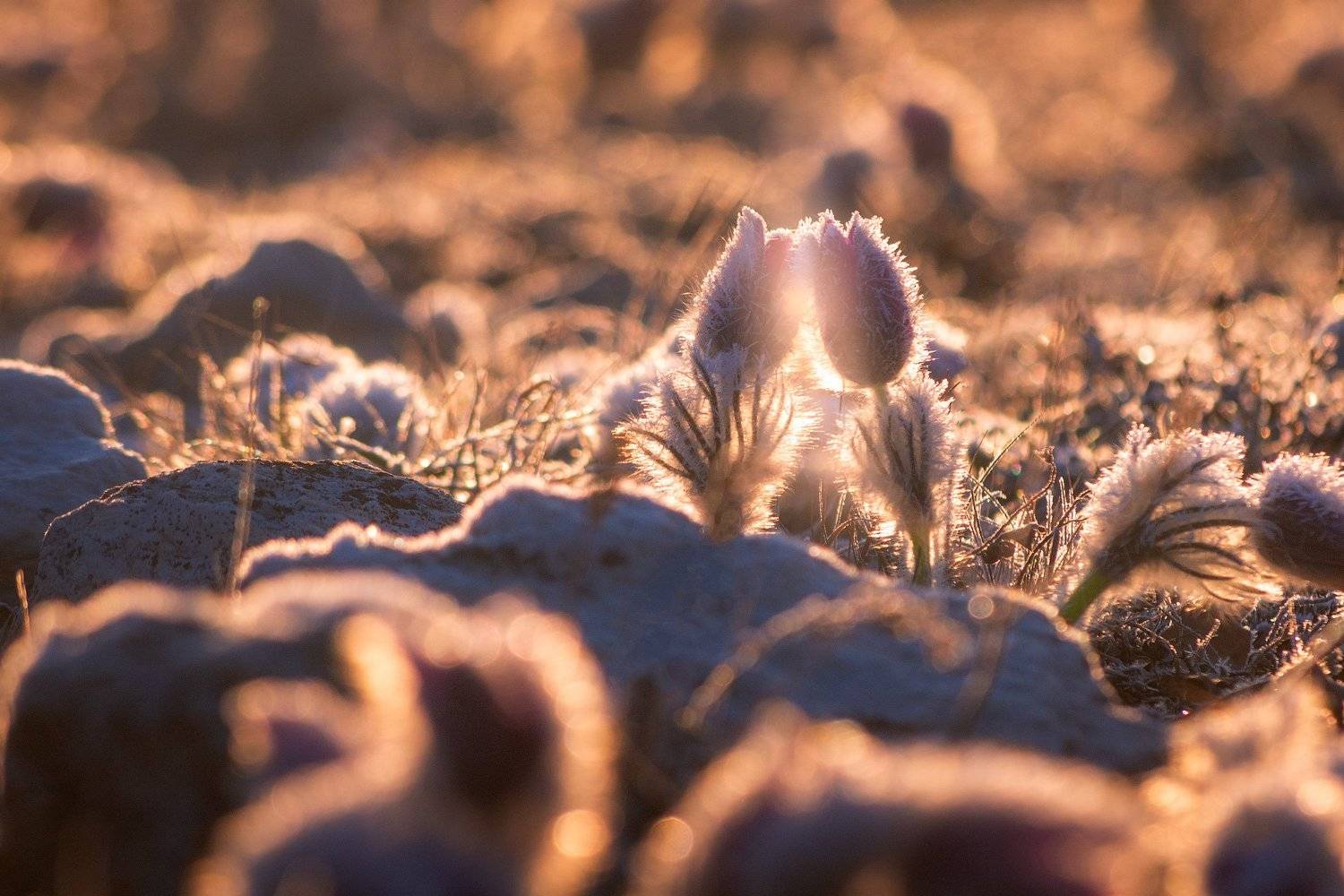 крым, сон-трава, прострел, весенний крым, весна в крыму, цветы, первоцветы, туризм, россия, путешествия, фототур в крым, фототуры, туру в крым, Лузанов Вячеслав